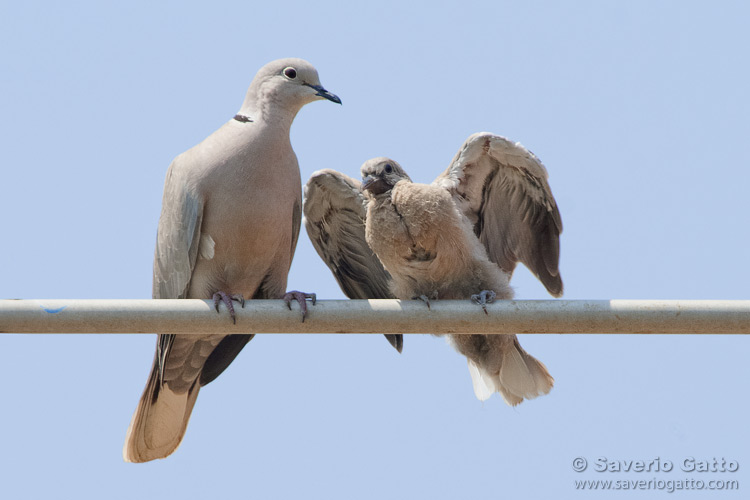 Eurasian Collared Dove