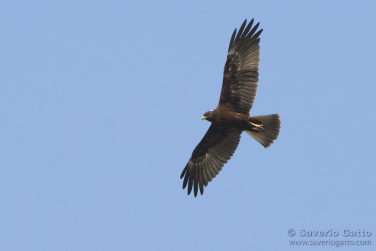 Marsh Harrier