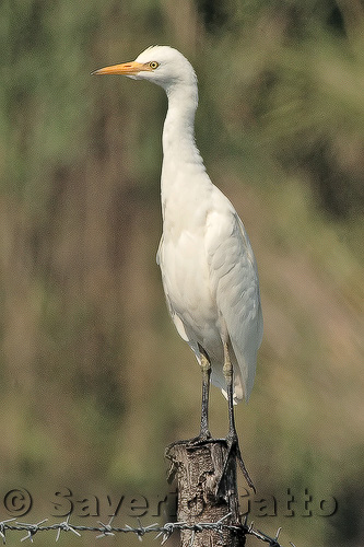 Cattle Egret