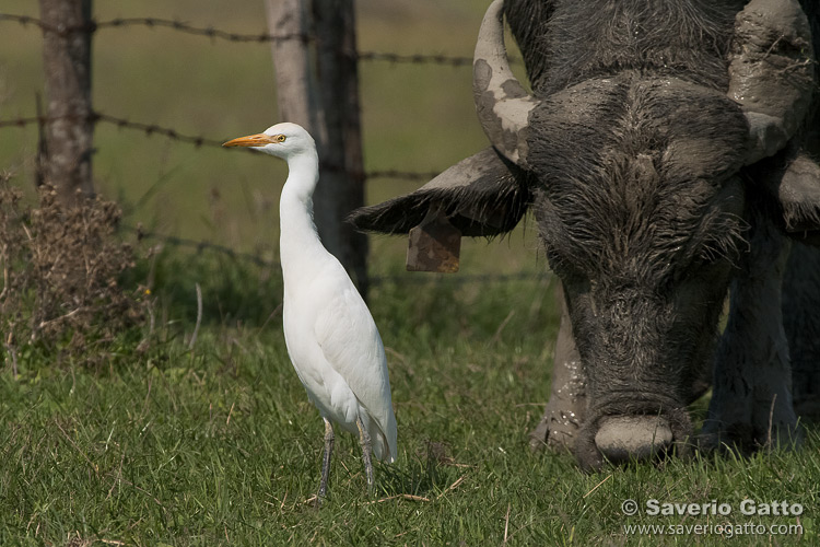 Cattle Egret