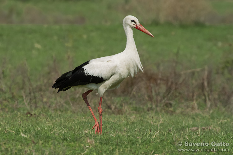 White Stork