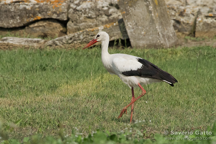 White Stork