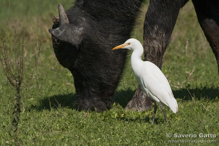 Cattle Egret