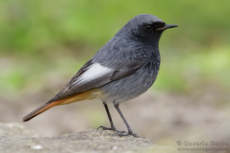 Black Redstart