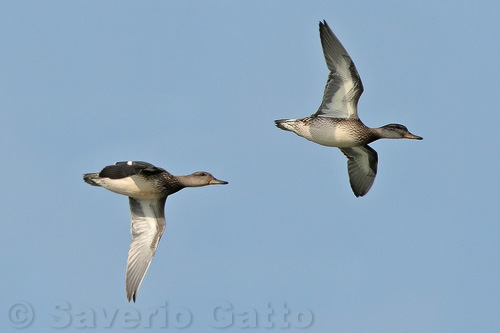 Eurasian Teal