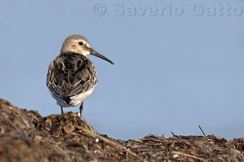 Dunlin