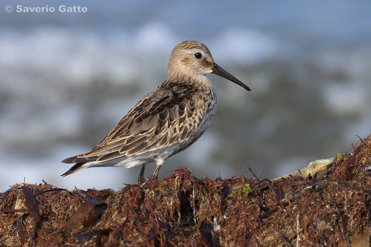 Dunlin