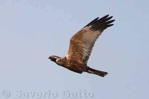 Marsh Harrier