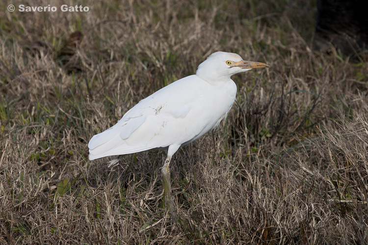 Cattle Egret