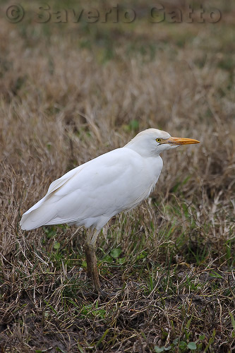 Cattle Egret