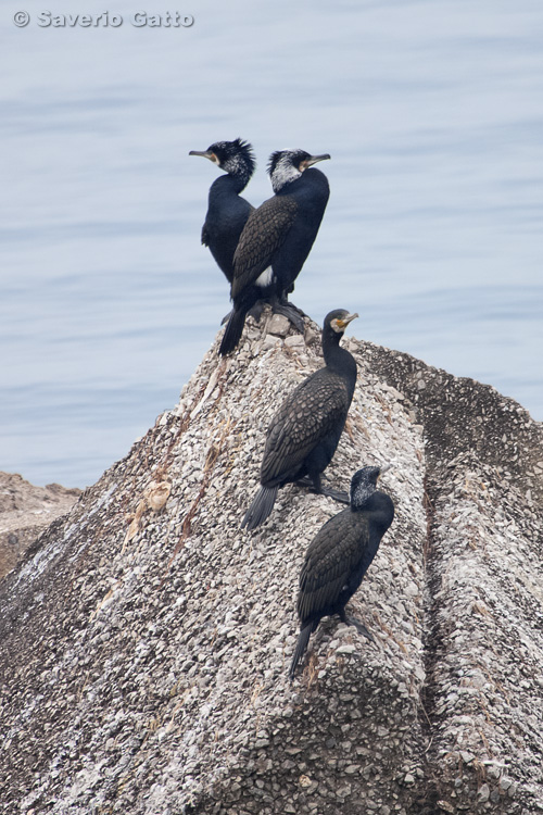 Great Cormorant