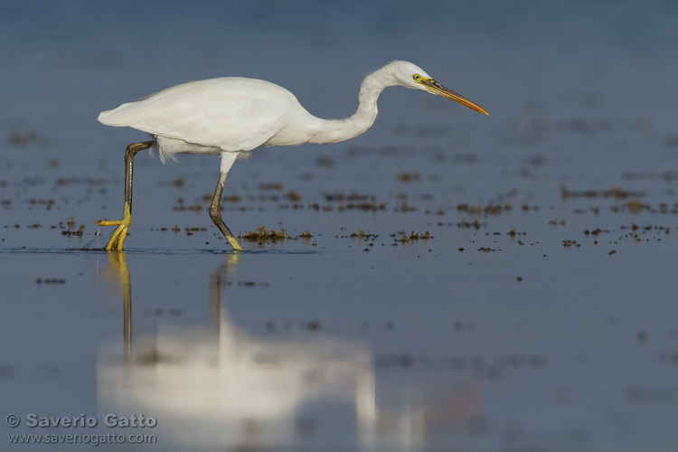 Wester Reef Heron