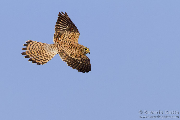 Common Kestrel