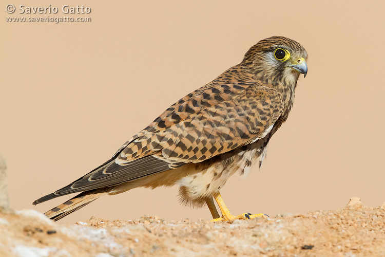 Common Kestrel