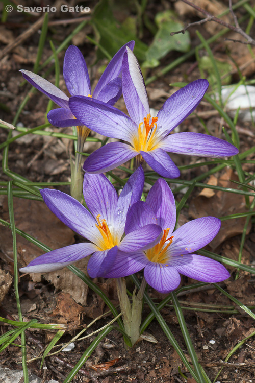 Crocus