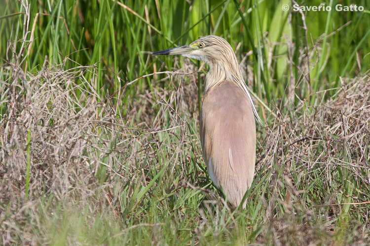 Squacco Heron