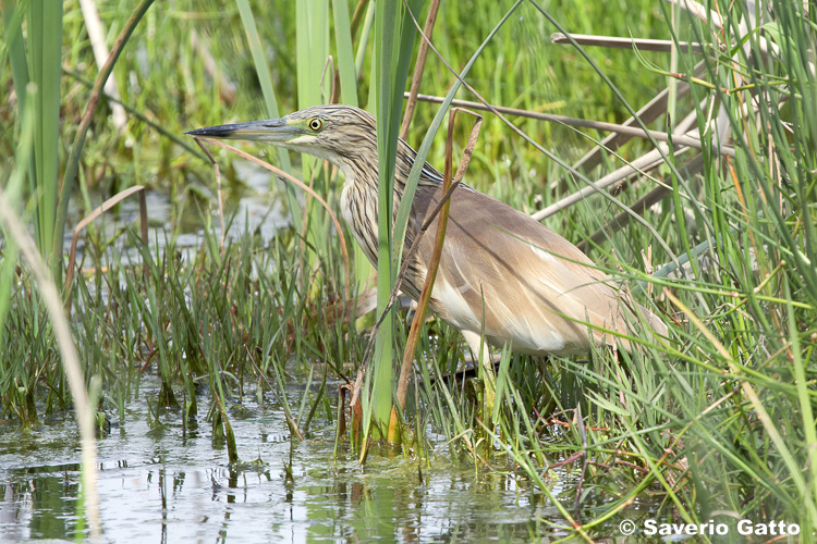 Squacco Heron