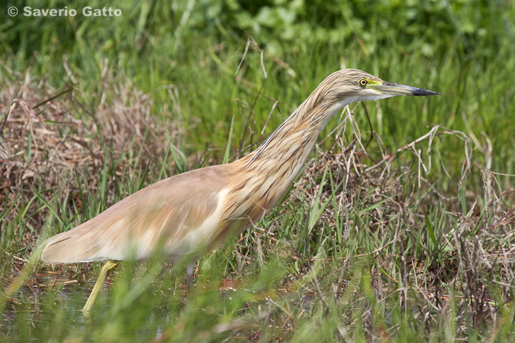 Squacco Heron