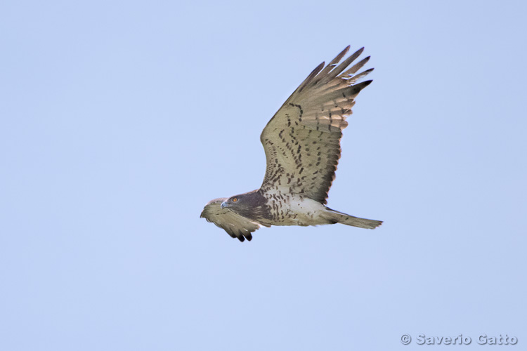 Short-toed Eagle