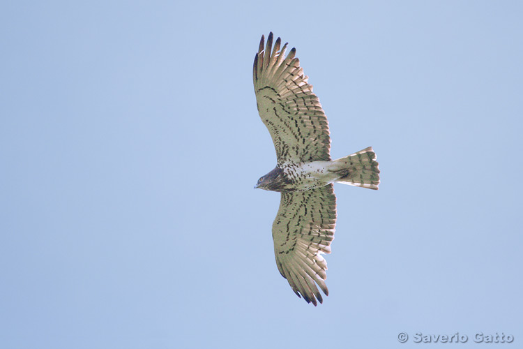 Short-toed Eagle