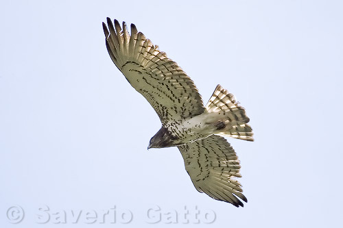 Short-toed Eagle