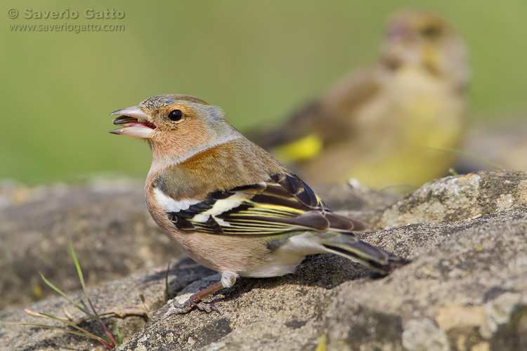 Common Chaffinch