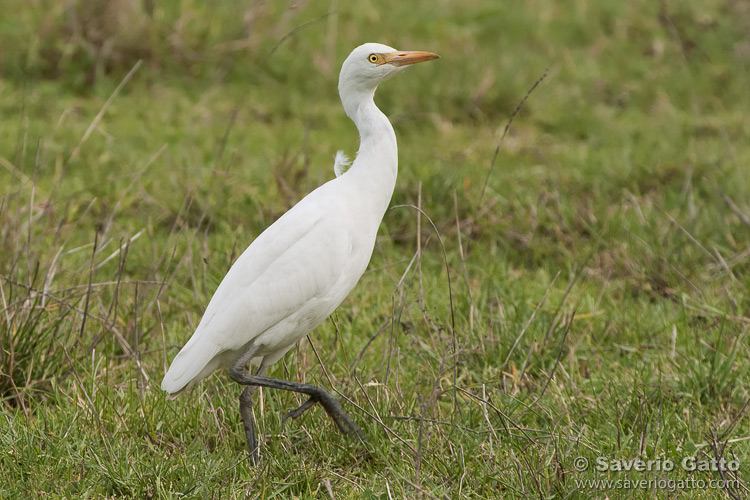 Cattle Egret