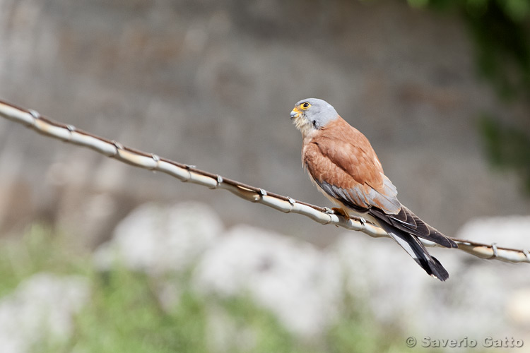 Lesser Kestrel