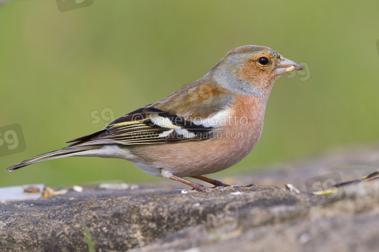 Common Chaffinch