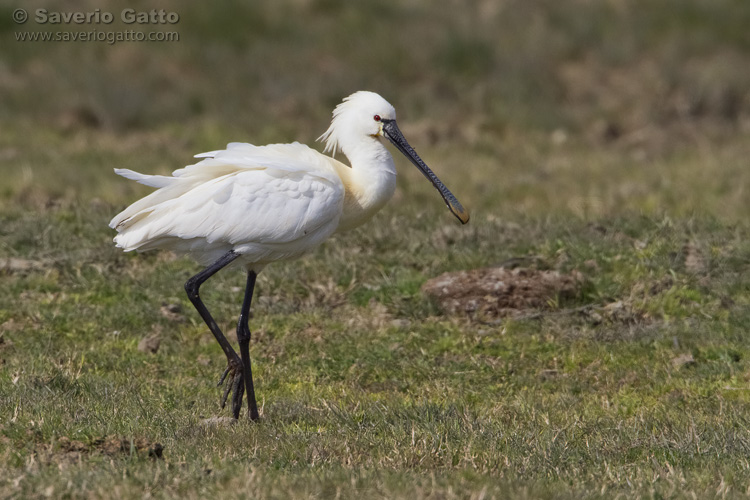 Eurasian Spoonbill