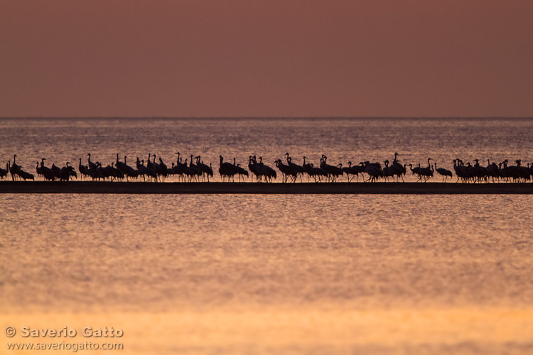 Common crane