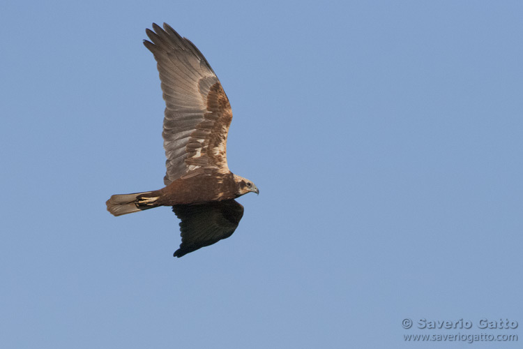 Marsh Harrier