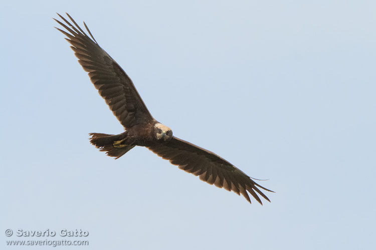 Marsh Harrier