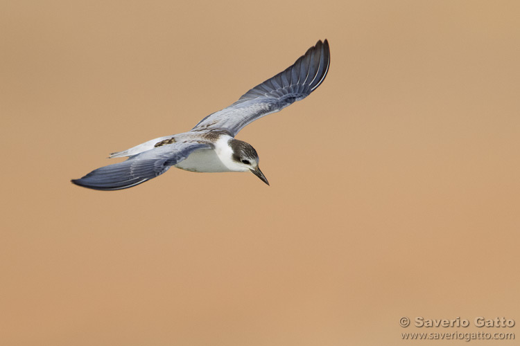 Whiskered Tern