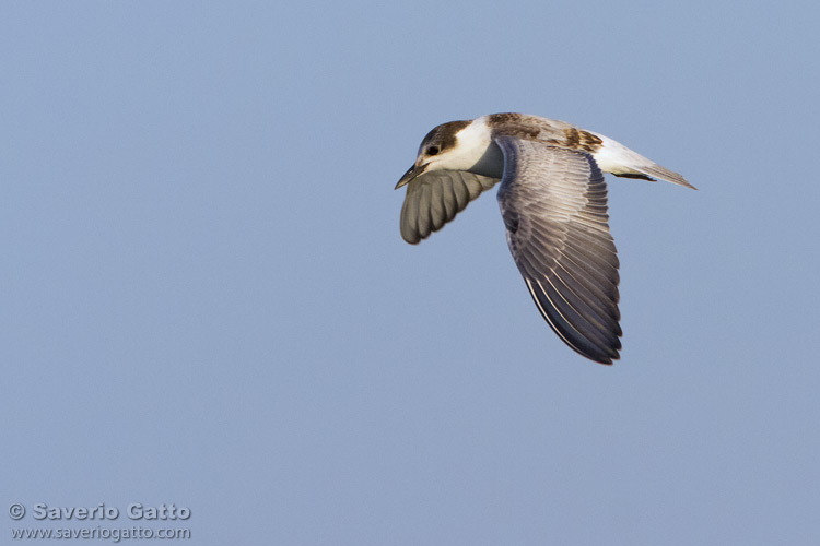 Whiskered Tern