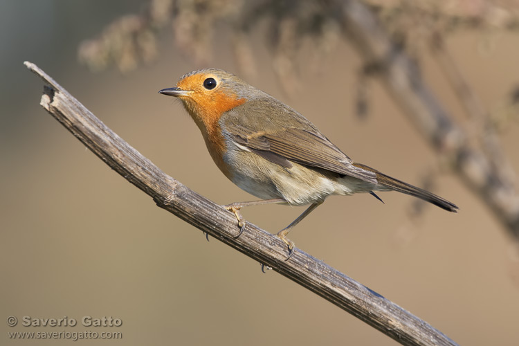 European Robin