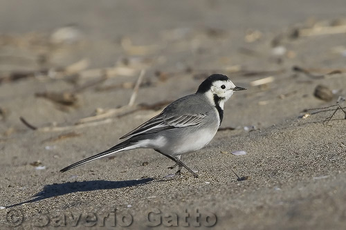 White Wagtail