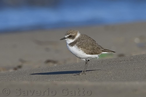 Kentish Plover