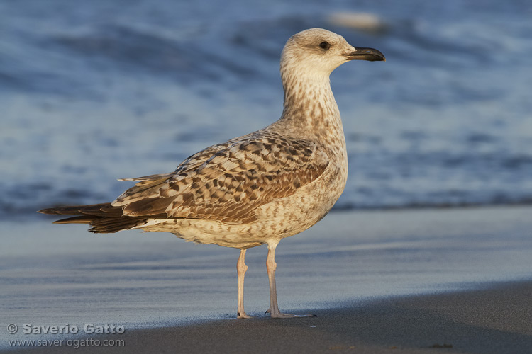 Yellow-legged Gull