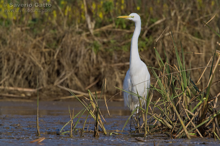 Great Egret