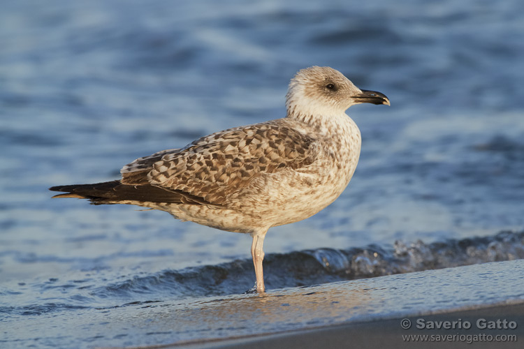 Yellow-legged Gull