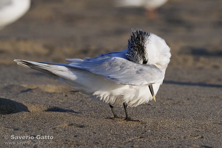 Sandwich Tern