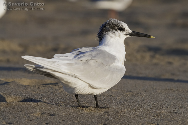 Sandwich Tern