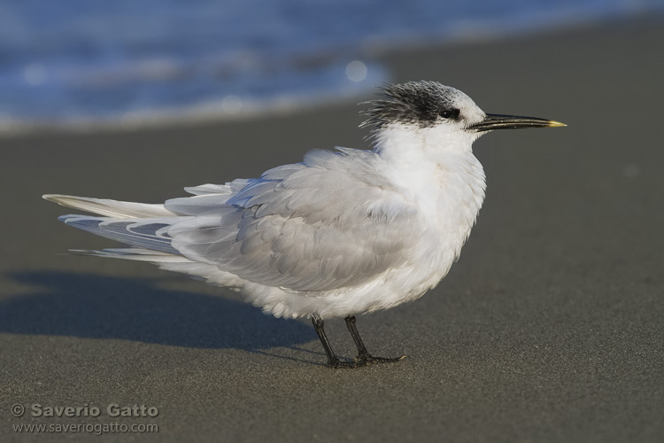 Sandwich Tern