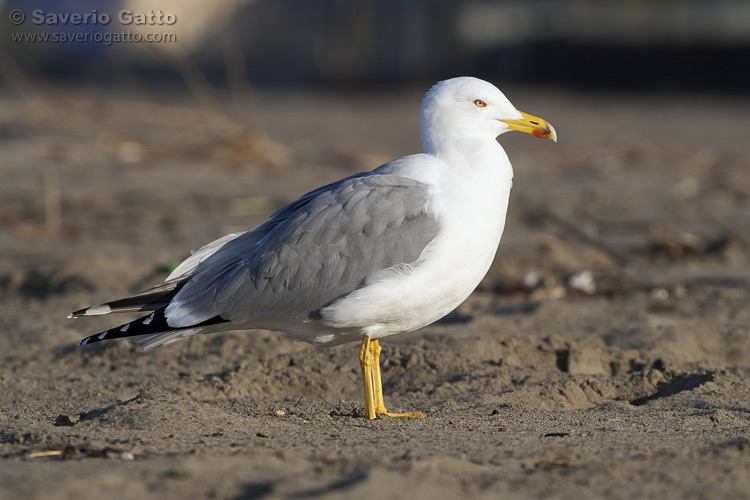 Yellow-legged Gull