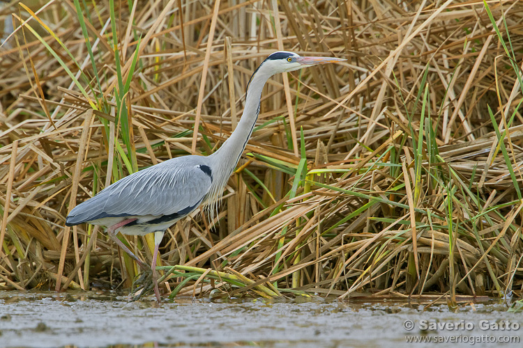 Grey Heron