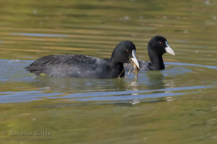 Eurasian Coot