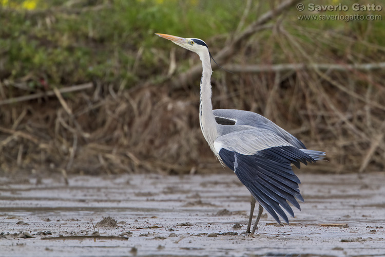 Grey Heron