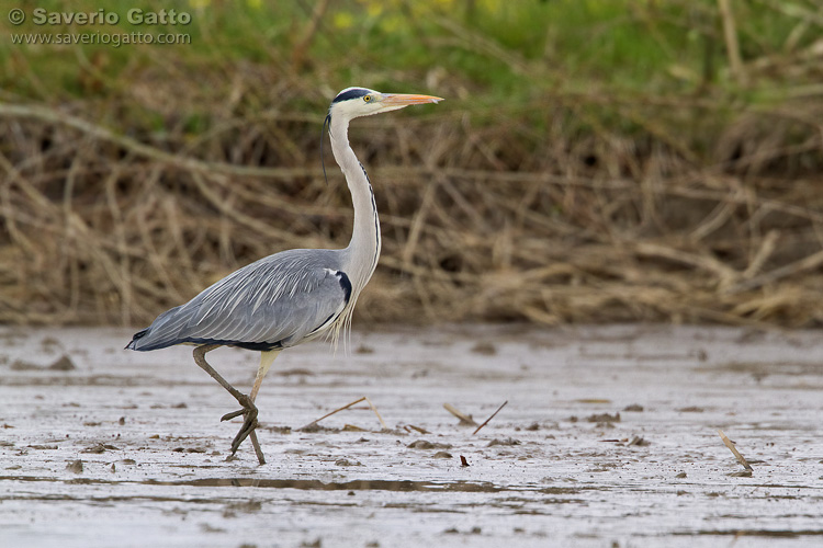 Grey Heron