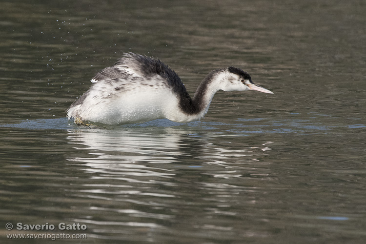 Great Crested Grebe